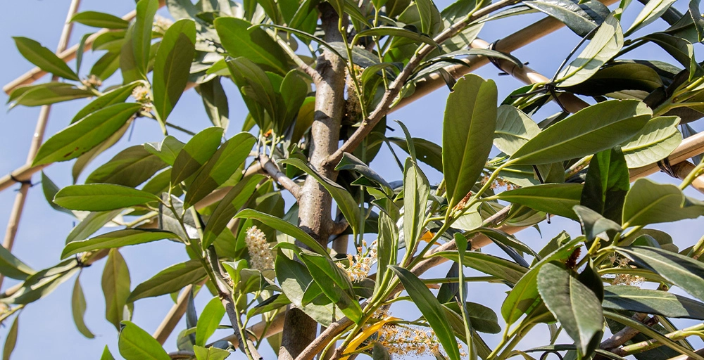 Groenblijvende leibomen, de absolute privacy toppers!