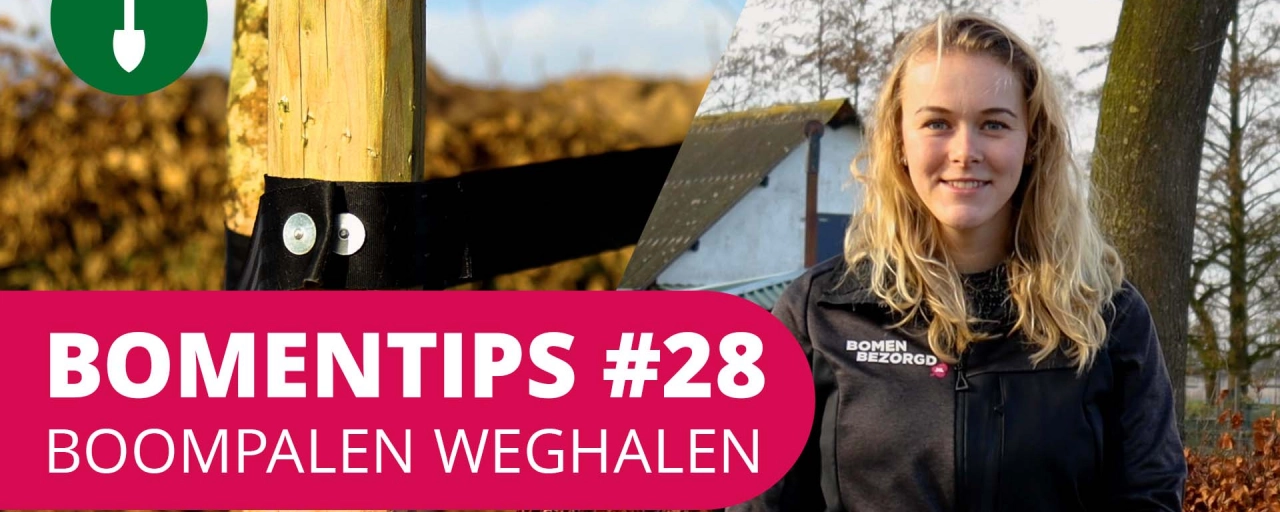 Bomentip #28 | Boompalen weghalen