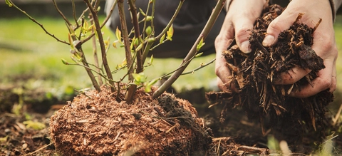 Wanneer kun je bomen planten?