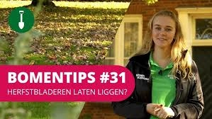 BOMENTIPS #31 | Moet je herfstbladeren opruimen of laten liggen?