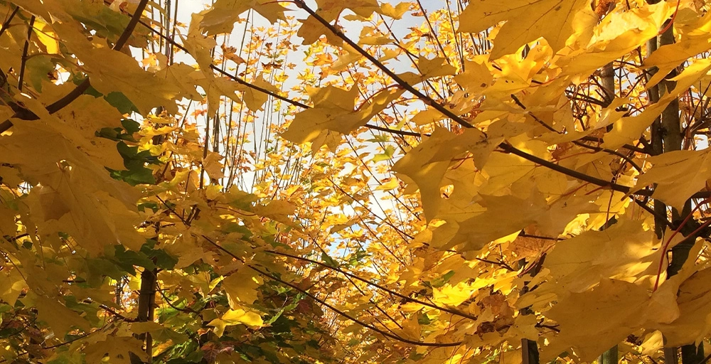 Hoe maak je je tuin herfstklaar?