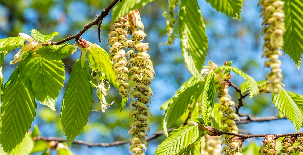 De top 5 meest winterharde bomen voor in je tuin