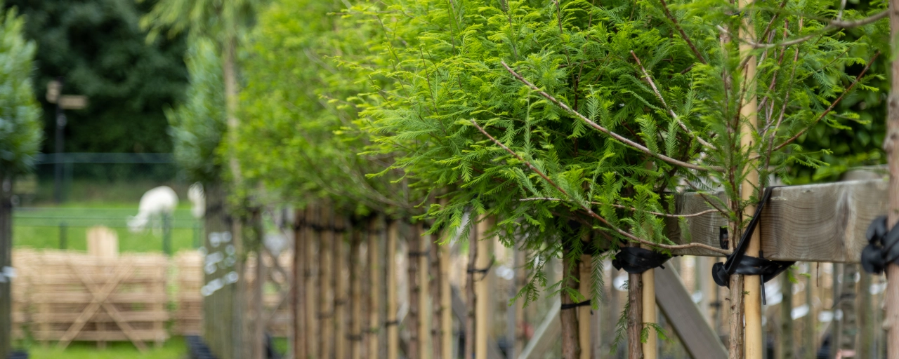 Bomen verplanten