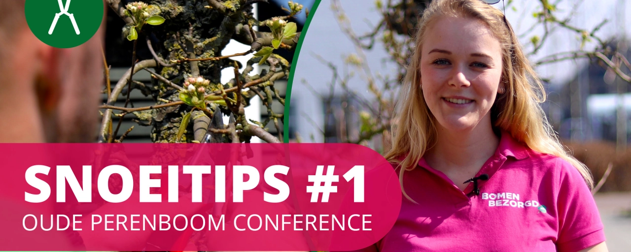 Hoe snoei ik een Oude perenboom Conference? | SnoeiTips #1