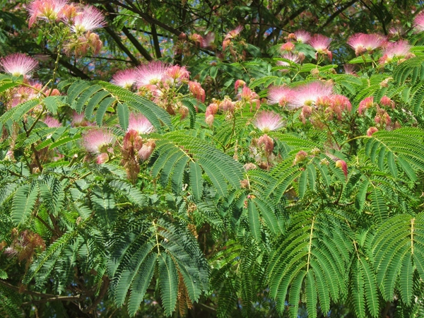 Bijzondere bomen