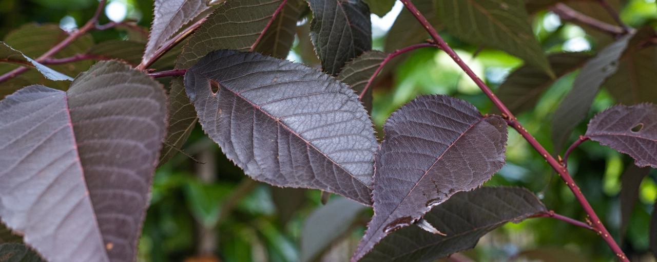 Welke bomen verliezen hun bladeren in de herfst?