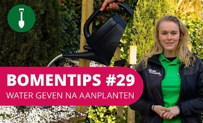 BOMENTIPS #29 | Water geven na aanplanten