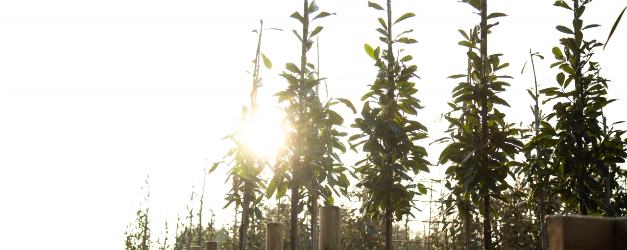 Bomen die in de volle zon kunnen staan