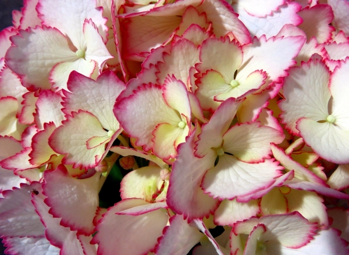 Voorjaarsbloeier: Hortensia Love you kiss