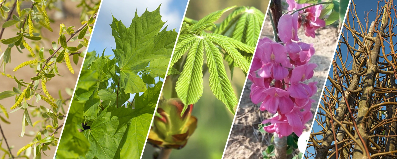 5 drachtbomen die je tuin bijvriendelijk maken