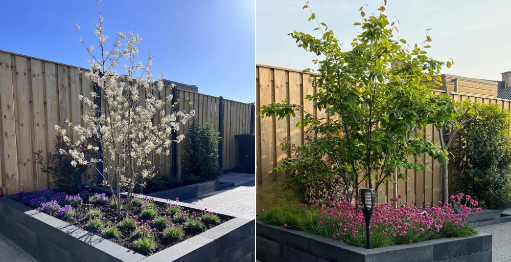 Langzaam groeiende boom: 5 compacte bomen die niet te groot worden