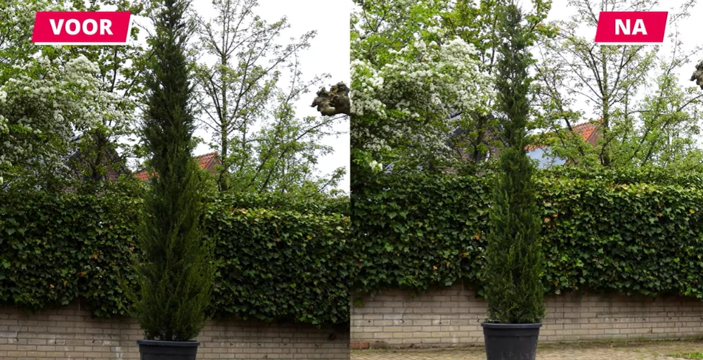 Italiaanse cipres snoeien: zo houd je hem strak en gezond