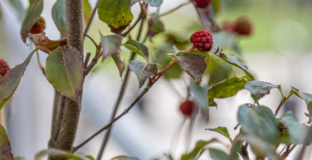 Bomen met de mooiste herfstkleuren