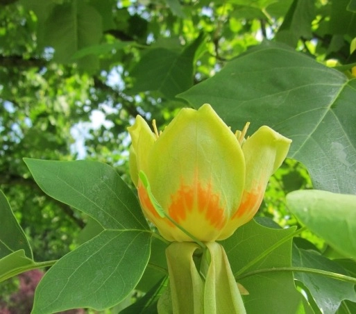 Bomentip #10 Bloei, snoei en groei!