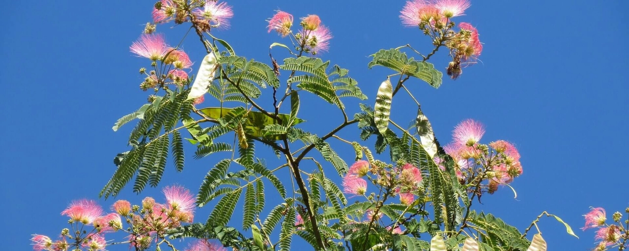Hoe fleur je je terras leuk op met de juiste boom?