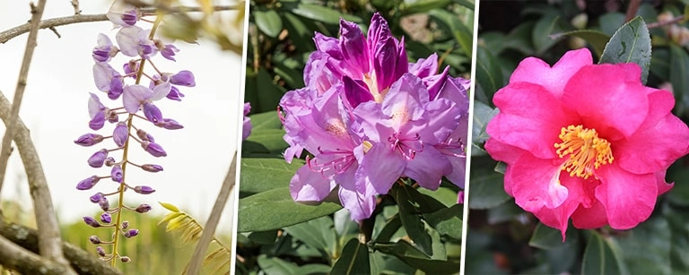 Tuinkalender juni: boomverzorging, ongedierte bestrijding en andere tuinklussen