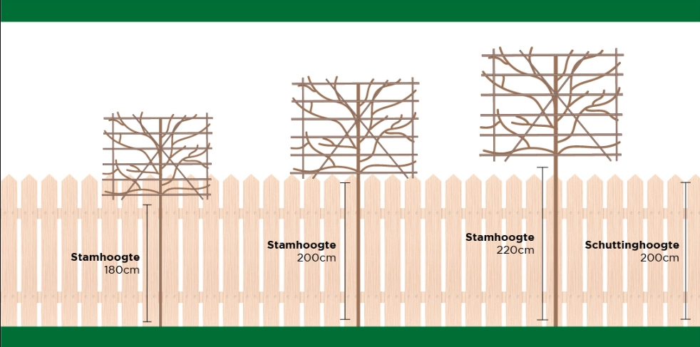 Leibomen planten: stamhoogte en afstand