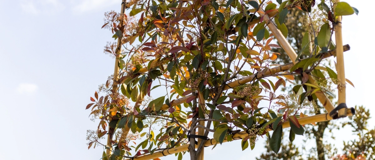 Bomen voor in de voortuin
