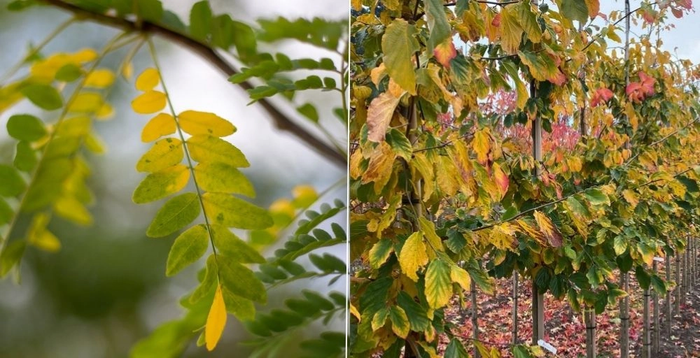 Bomen die goed tegen hitte en droogte kunnen