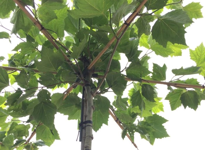 Geschikte bomen voor een kleine tuin