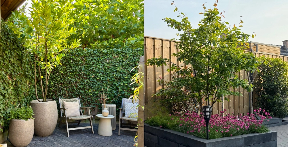 De beste meerstammige bomen voor een kleine tuin