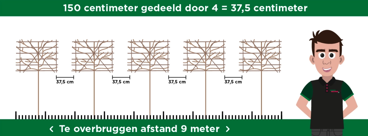 Leibomen planten: stamhoogte en afstand