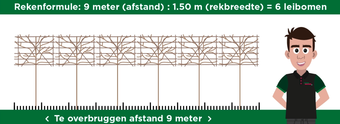Leibomen planten: stamhoogte en afstand