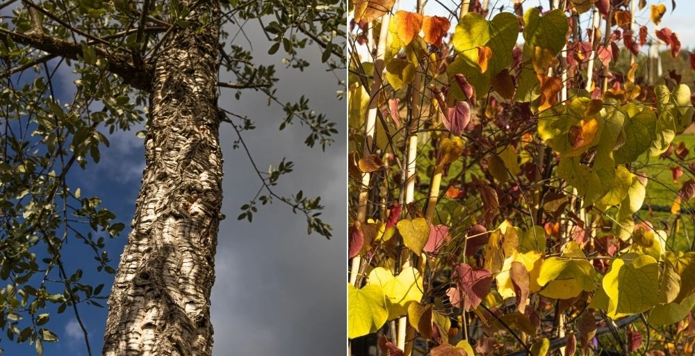 Bomen die goed tegen hitte en droogte kunnen
