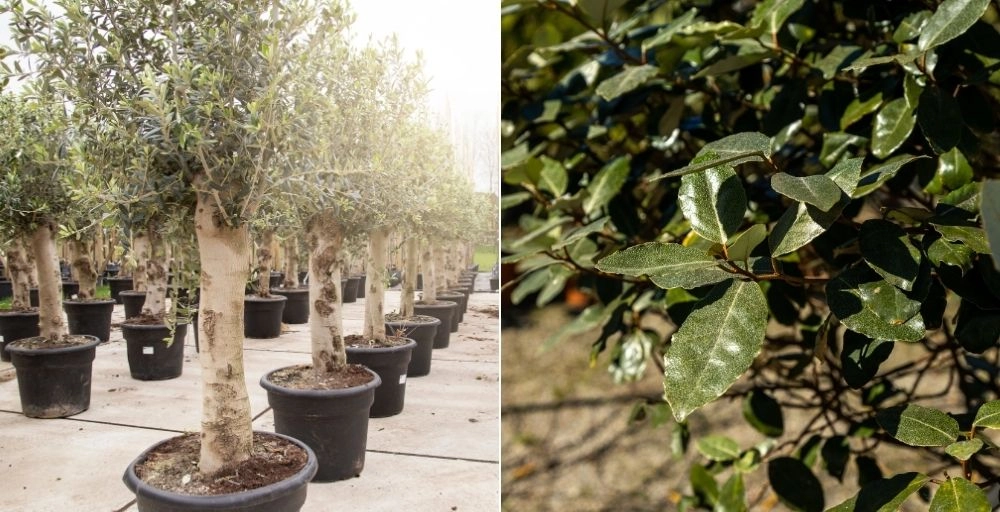 Bomen die goed tegen hitte en droogte kunnen