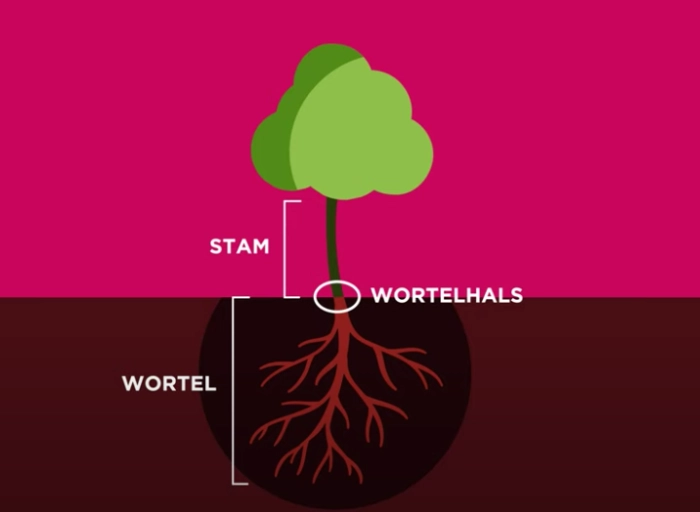 Bomentip #5 De diepte van een plantgat