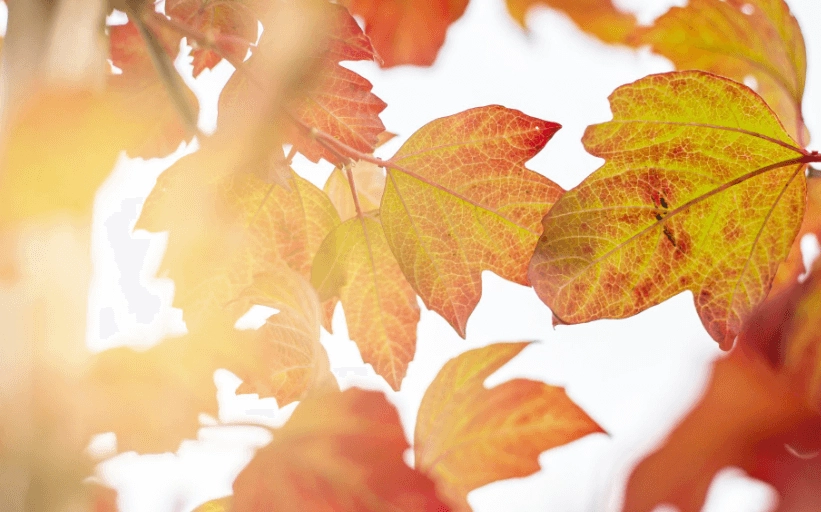 Bomen met de mooiste herfstkleuren