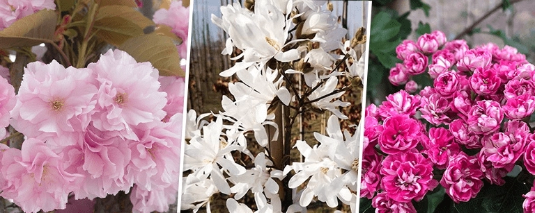 Tuinkalender april: snoeien, planten en voorbereiden