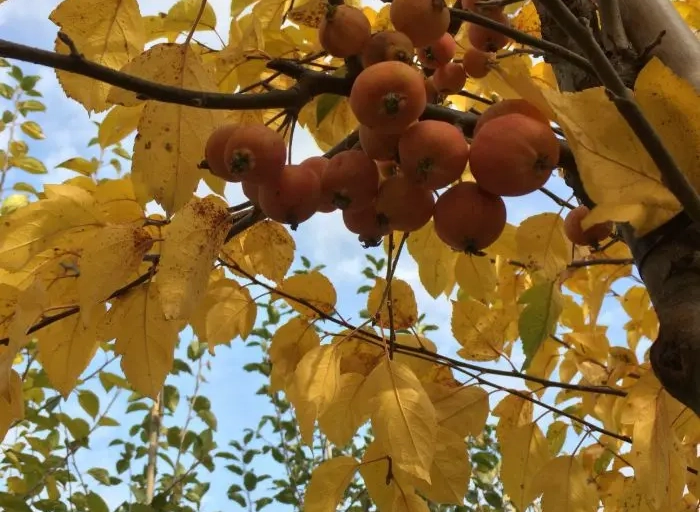 Bomen met de mooiste herfstkleuren