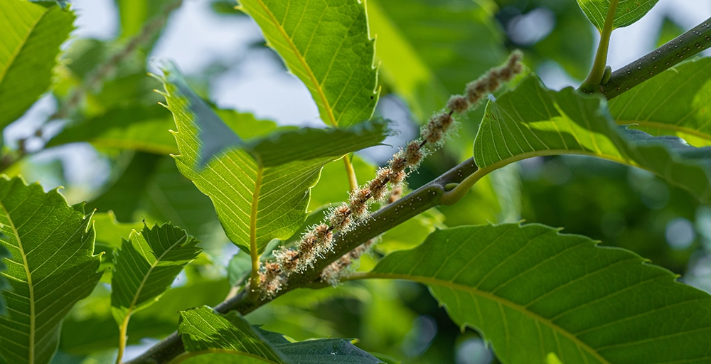 Bloeiende bomen in juni