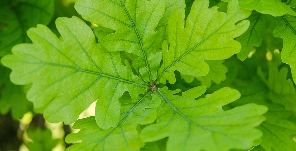 Bomen die in de volle zon kunnen staan