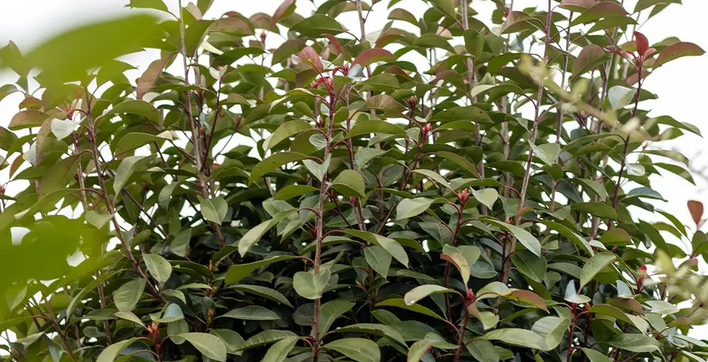 Welke bomen groeien in de schaduw?