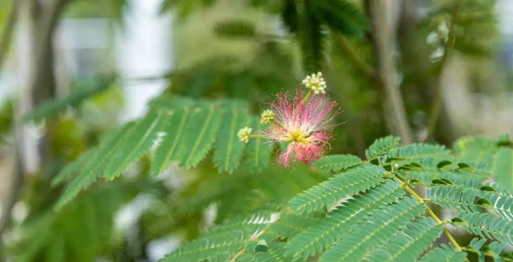 Bomen met roze bloemen