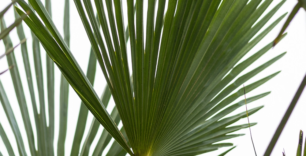 Tropische winterharde planten voor buiten