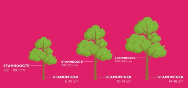 Bomentip #4 Stamhoogte