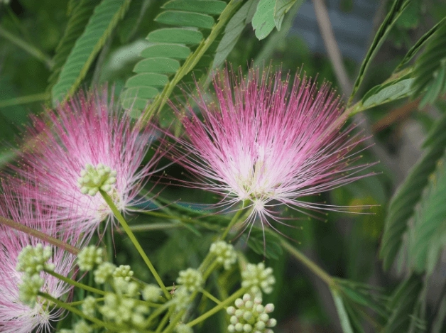 Bijzondere bomen