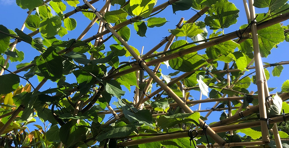 Bomen met hartvormige bladeren