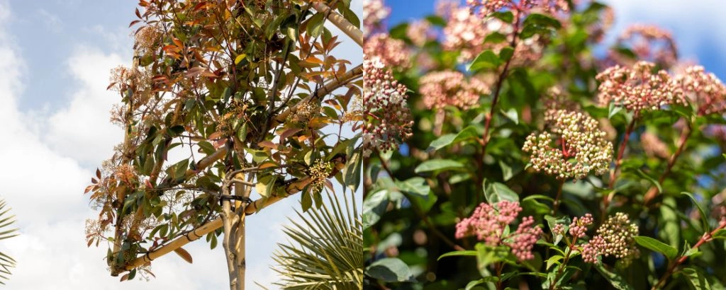 Welke bomen hebben weinig onderhoud nodig?