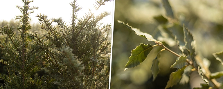 De beste bomen voor vogels in jouw tuin