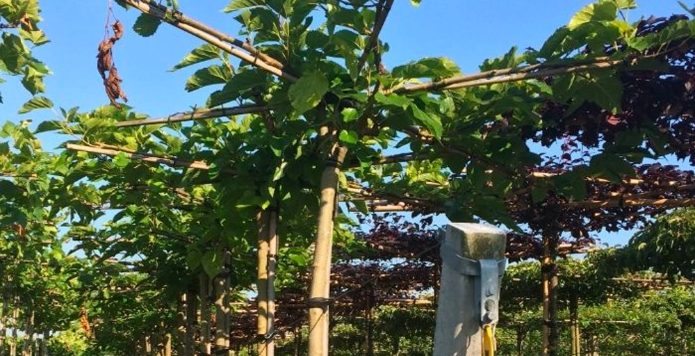 Boomsoorten: welke soort bomen kun je in je tuin zetten?