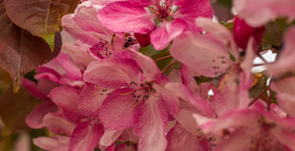 Top 10 kleurrijkste bomen