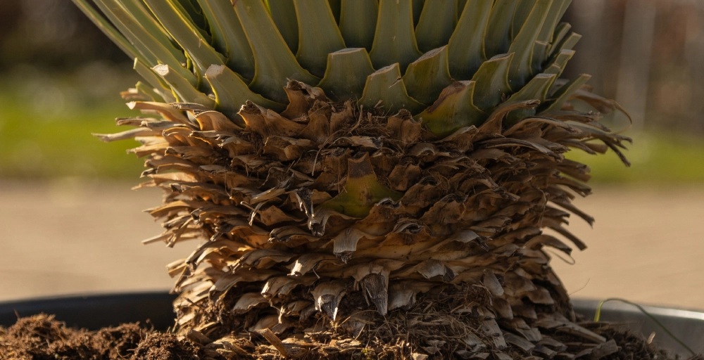 Tropische winterharde planten voor buiten