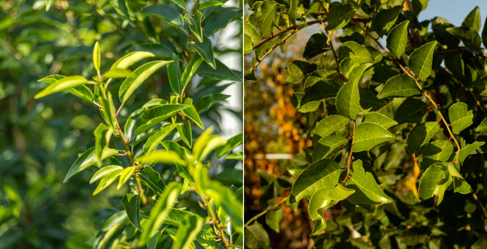 Voordelen en nadelen van de Portugese laurier