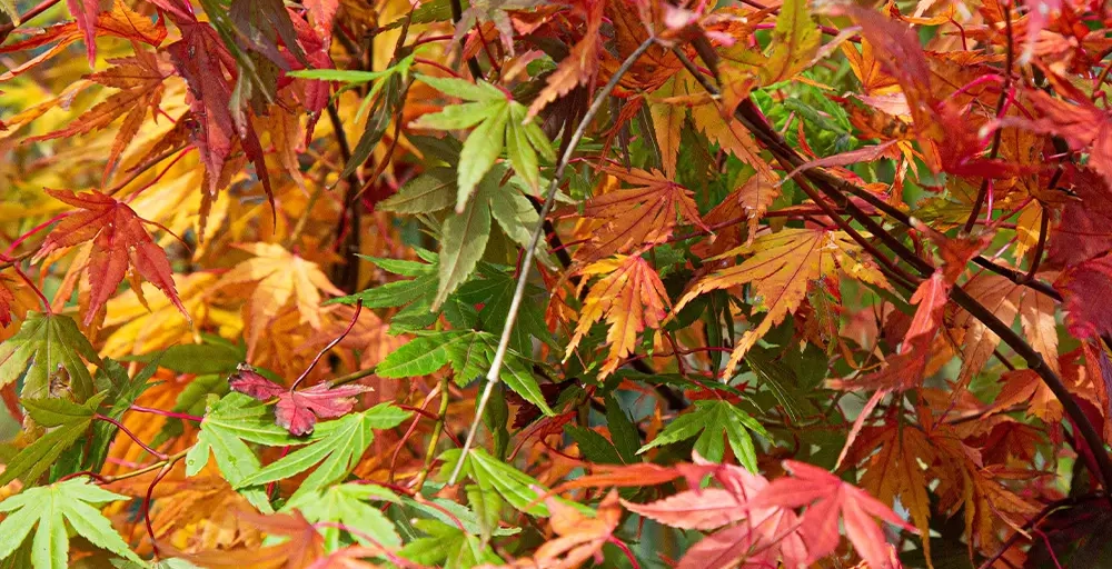 Bomen voor een Japanse tuin