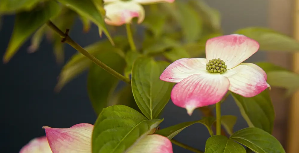 Bomen met roze bloemen