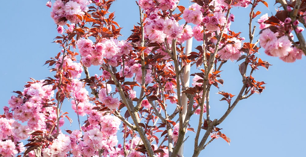 Top 10 kleurrijkste bomen